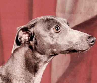 Italienisches Windspiel