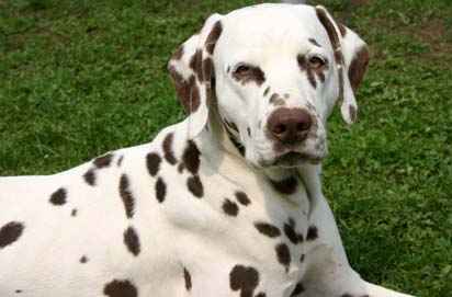 Dalmatiner
