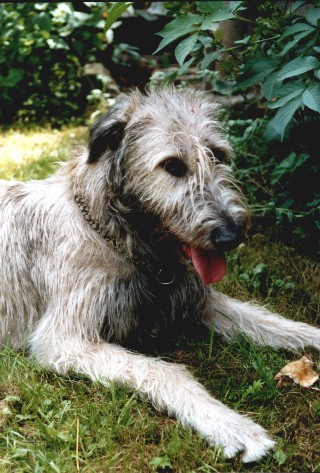 Irischer Wolfshund
