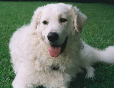 Kuvasz