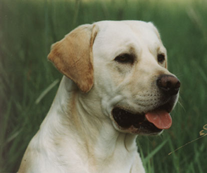 Labrador