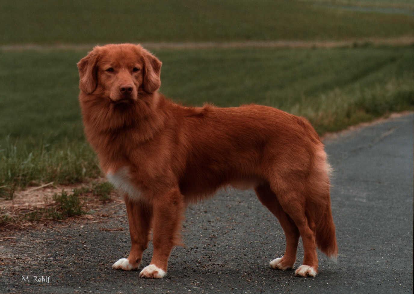 Duck-Tolling-Retriever