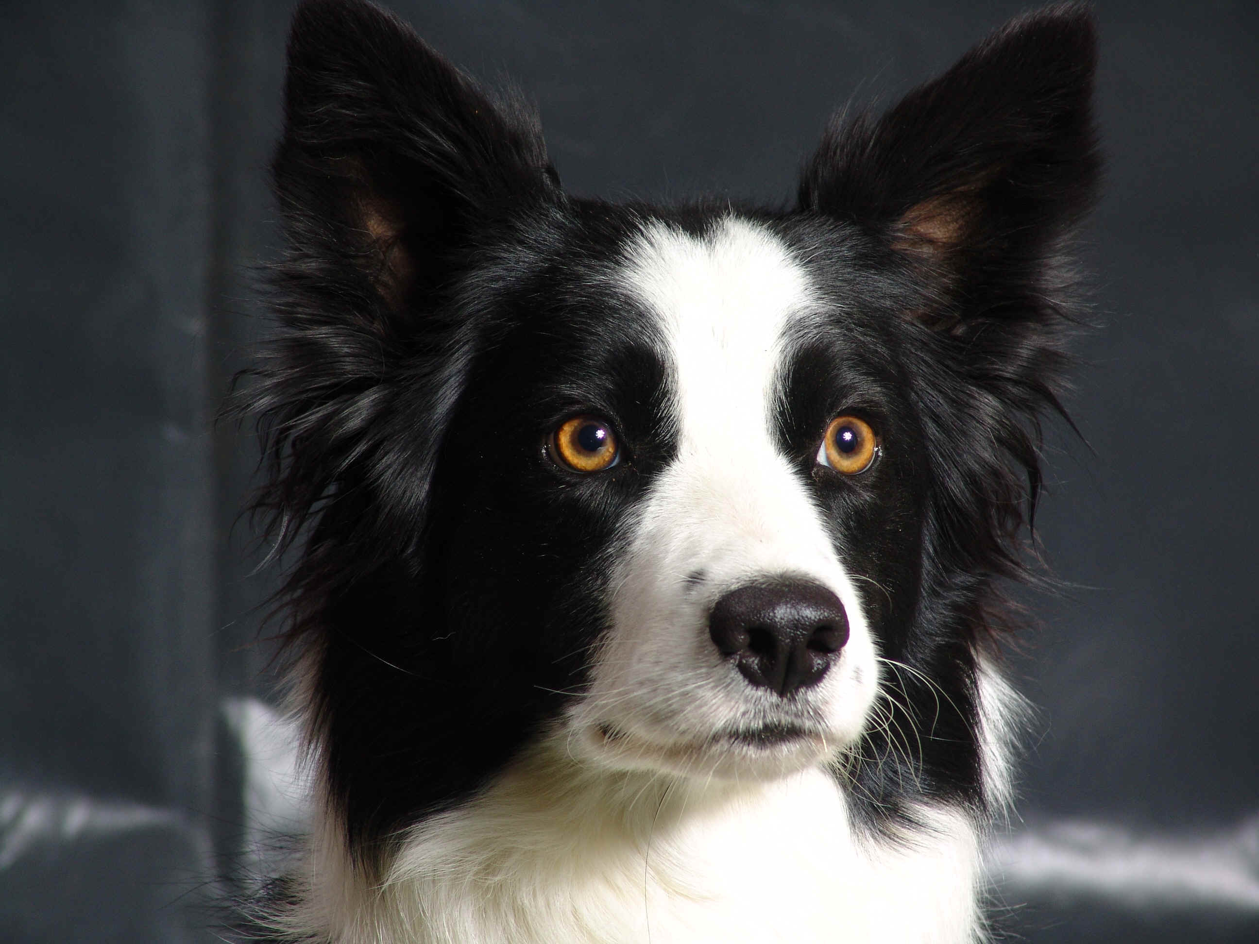 Border Collie