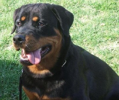 Rottweiler