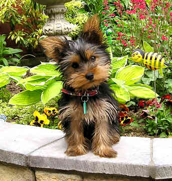 Yorkshire-Terrier