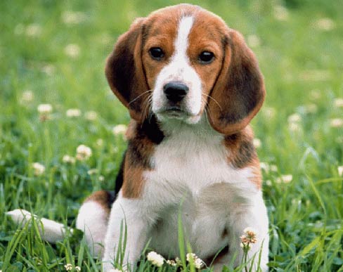 Beagle