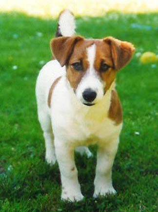 Jack Russel