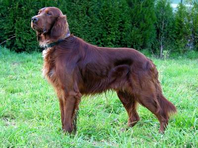 Irisch Setter