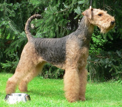 Airedale-Terrier