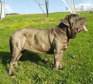 Mastino Napoletano