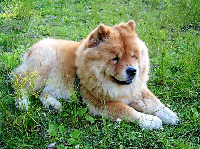 Chow-Chow