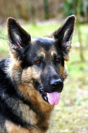 Deutscher Schäferhund