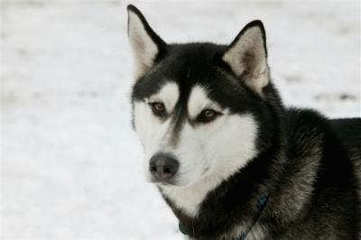 Husky
