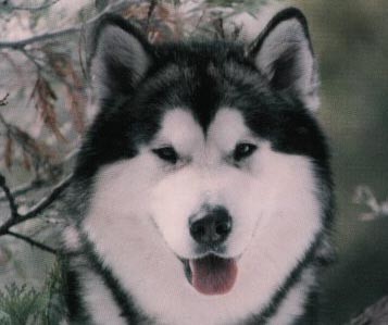 Alaskan Malamute
