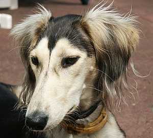 Saluki