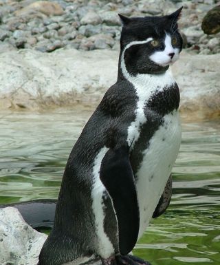 katze?Pingui?